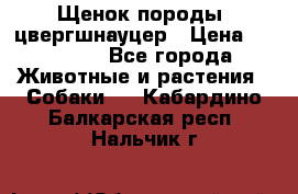 Щенок породы  цвергшнауцер › Цена ­ 30 000 - Все города Животные и растения » Собаки   . Кабардино-Балкарская респ.,Нальчик г.